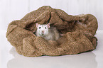 fancy rat in jute sack