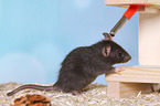 fancy rat