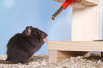 fancy rat