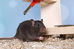fancy rat