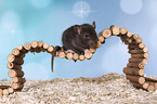 fancy rat