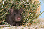 fancy rat