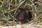 fancy rat