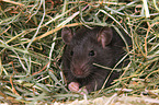 fancy rat