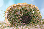 fancy rat