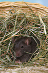 fancy rat