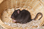 fancy rat