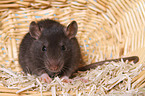 fancy rat