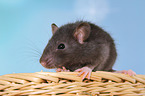 fancy rat