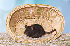 fancy rat