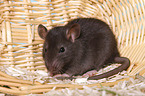 fancy rat