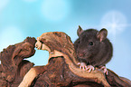 fancy rat