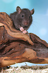 fancy rat