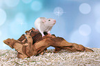 fancy rat