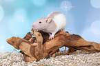 fancy rat