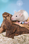 fancy rat