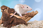 fancy rat