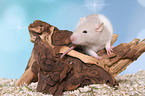 fancy rat