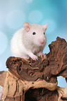 fancy rat