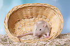 fancy rat
