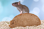 fancy rat