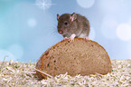 fancy rat