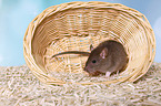 fancy rat