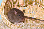 fancy rat