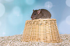 fancy rat