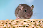fancy rat