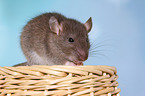 fancy rat
