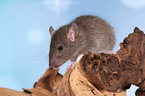 fancy rat