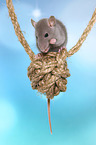 fancy rat