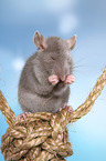 fancy rat