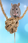 fancy rat