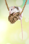 fancy rat