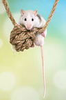 fancy rat