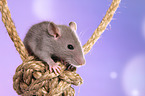 fancy rat