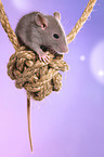 fancy rat