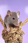 fancy rat