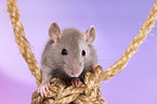 fancy rat