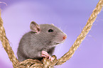 fancy rat