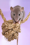 fancy rat