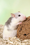 fancy rat