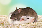 2 fancy rats