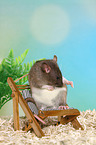 fancy rat