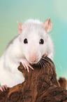 fancy rat