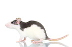 fancy rat