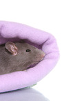 fancy rat