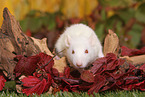 fancy rat